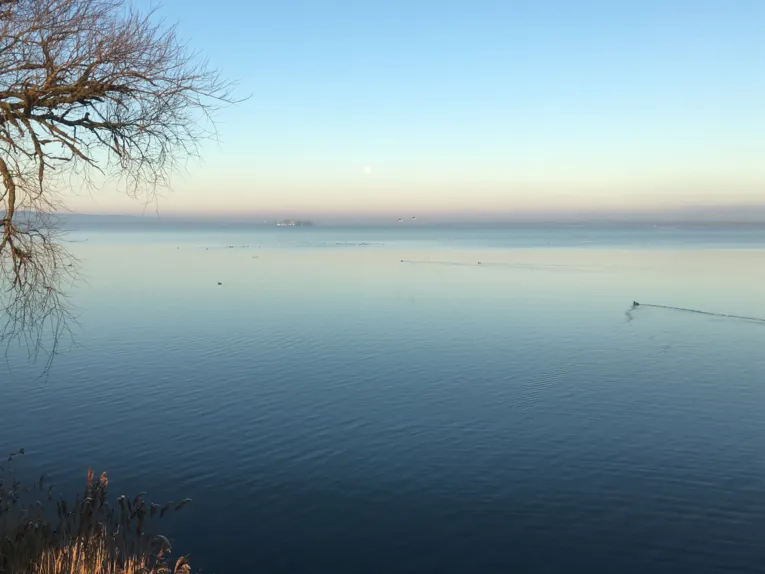 Enten und andere Wasservögel am Steinhuder Meer. Im Hintergrund ist die Insel Wilhelmstein.